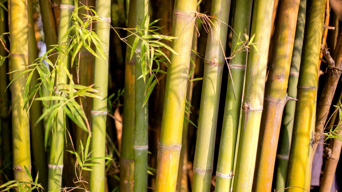 Agenda for sustainable bamboo economy set at Assam conclave