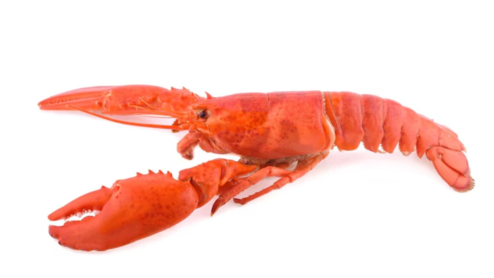 Lobsters never really stop growing