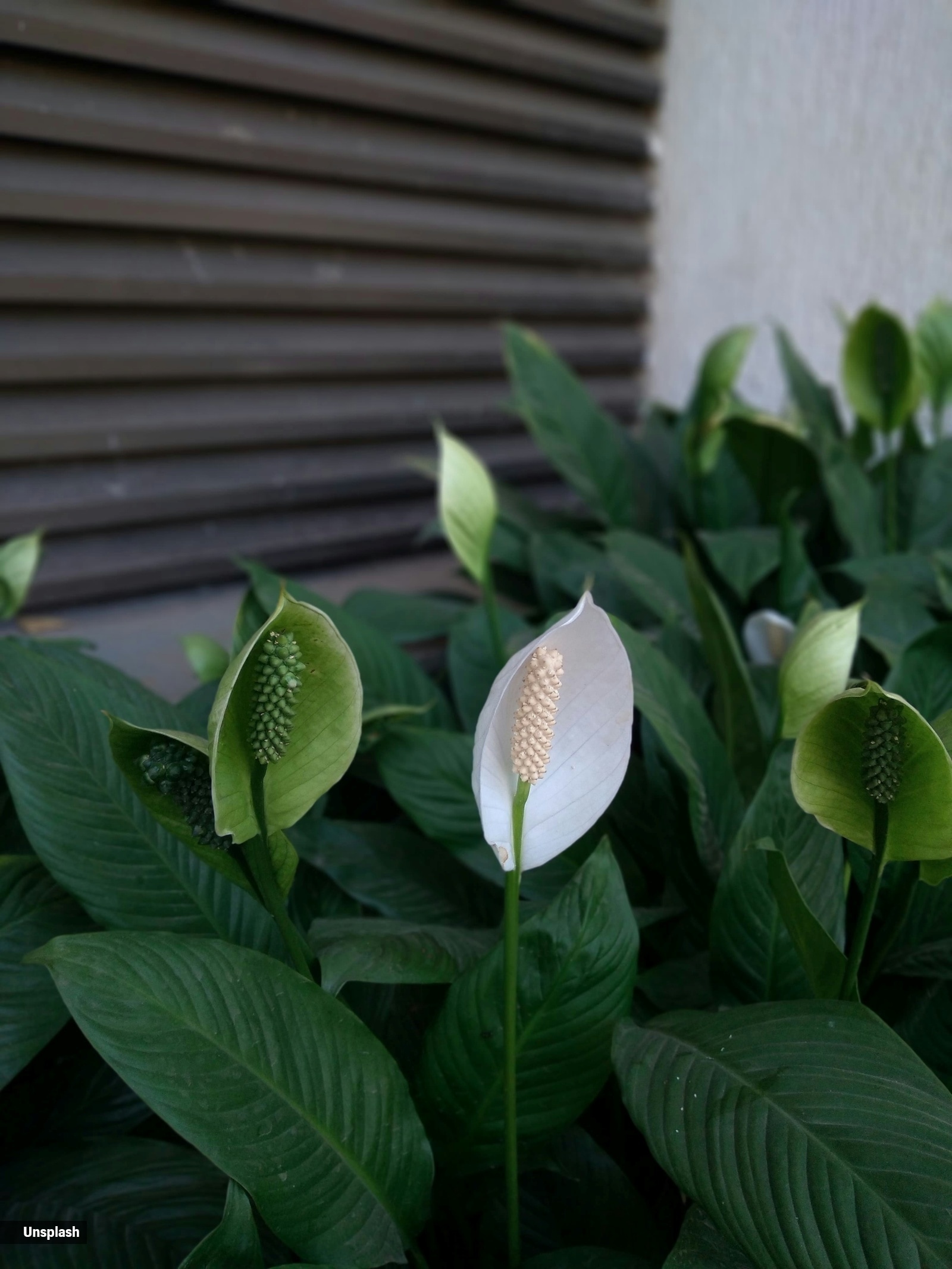 peace lily